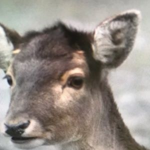 Meet your Posher, Carla